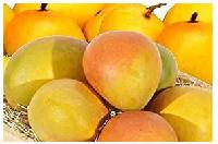 Mangoes (mangifera Indica)