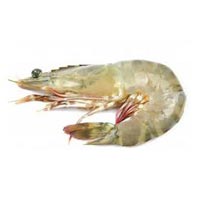 Black Tiger Prawns