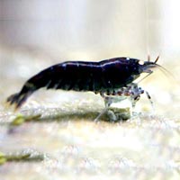 Freshwater Black Tiger Prawns