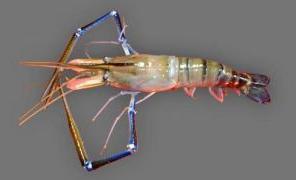 Freshwater Shrimps