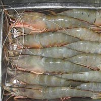 Indian White Prawns