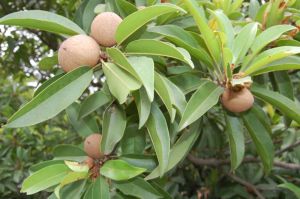 Fresh Sapodilla