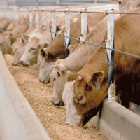 Dry Cattle Feed