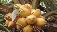 thunder coconuts