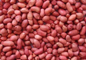 Groundnut Kernels