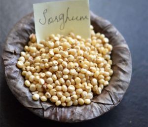 Sorghum