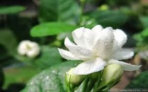 Jasmine Flower