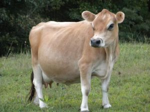 Jersey Cow