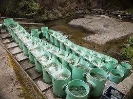 Fish Ladder