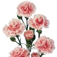 Carnation Flowers