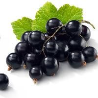 black currant