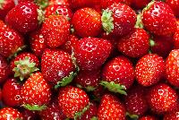 Fresh Strawberry