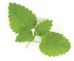 Lemon Balm Leaves