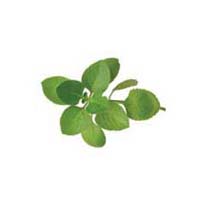 Oregano Leaves