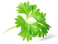 Parsley Leaves