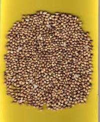 Coriander Seed Badami