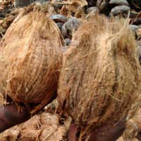 Semi Husked Coconuts