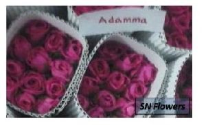 Adamma Cut Rose