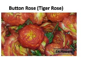 Button Rose