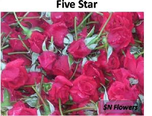 five star rose