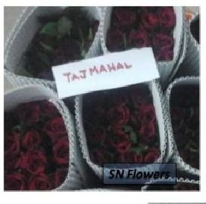 Taj Mahal Cut Rose