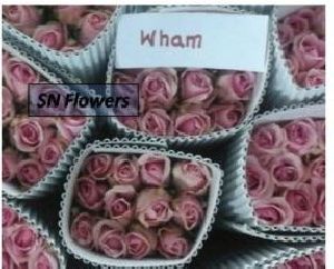 Wham Cut Rose