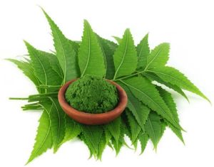 Neem Leaves