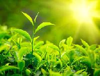 Green Tea Extract- Camellia Sinensis