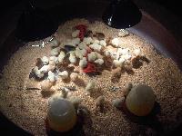 Day old Country Chicks