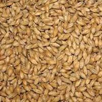 Barley Seeds