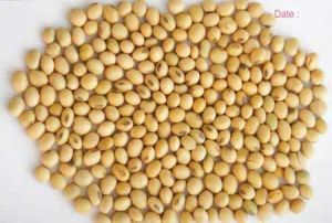 Soybean