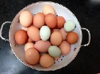 Fresh Poultry Eggs