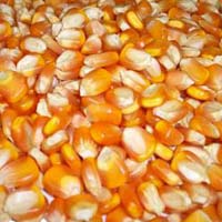 Maize Seeds