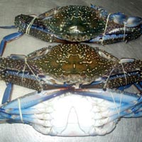Frozen Blue Swimming Crab