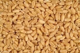 Wheat Seed