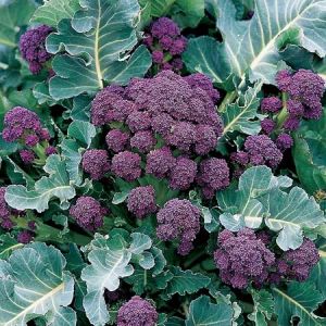 Purple broccoli