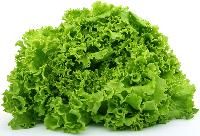 Lettuce