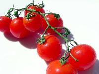 Cherry Tomato