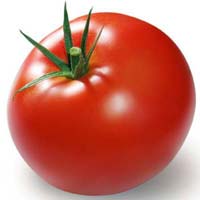 Fresh Tomato