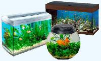 Fish Aquarium