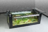 glass fish aquarium