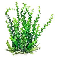 Aquarium Plants