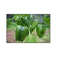 Hybrid Capsicum Seeds