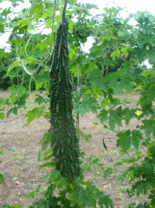 Bitter Gourd Seeds