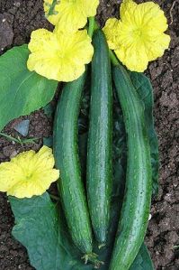 Hybrid Sponge Gourd Seeds