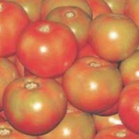 Hybrid Tomato Seeds