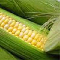 sweet corn seeds for farming