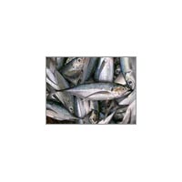 Horse Mackerel Fish