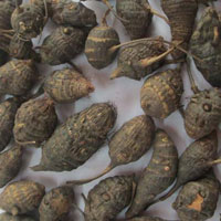 Dried Cyperus Rotundus