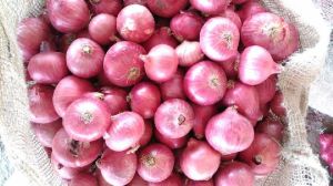 Fresh Red Onion